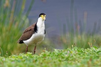 Cejka australska - Vanellus miles - Masked Lapwing o0434